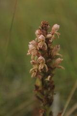 Satyrium cristatum