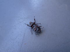 Prosopocoilus inclinatus inclinatus