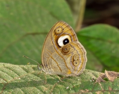 Mycalesis junonia