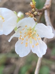 Prunus cerasifera