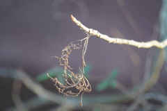 Eriophyes rhoinus