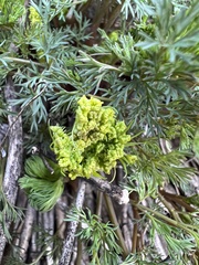 Lomatium klickitatense
