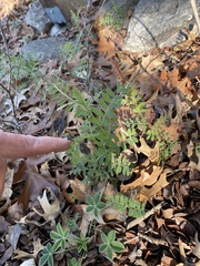Vicia ludoviciana