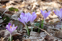 Crocus heuffelianus