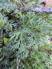 Lomatium klickitatense