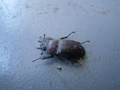 Prosopocoilus inclinatus inclinatus