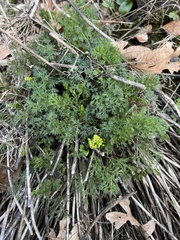 Lomatium klickitatense