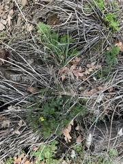 Lomatium klickitatense