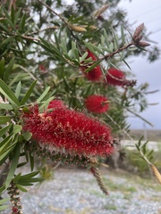 Melaleuca citrina