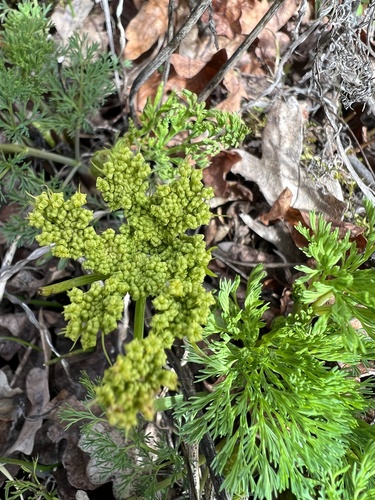 Image of Lomatium klickitatense by no rights reserved