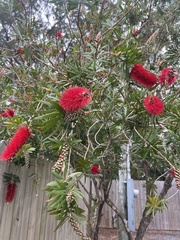 Melaleuca citrina