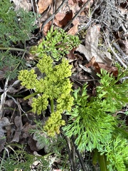 Lomatium klickitatense