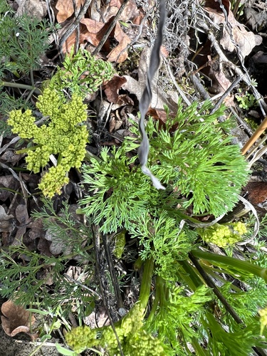 Image of Lomatium klickitatense by no rights reserved
