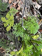 Lomatium klickitatense