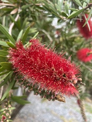 Melaleuca citrina