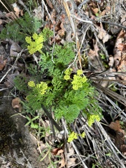 Lomatium klickitatense