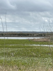 Plegadis falcinellus