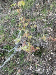 Toxicodendron diversilobum