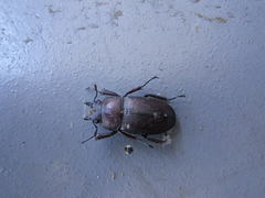 Prosopocoilus inclinatus inclinatus