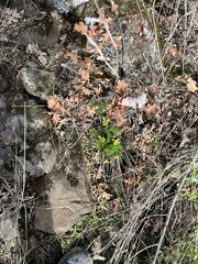 Lomatium klickitatense