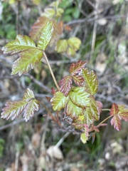 Toxicodendron diversilobum