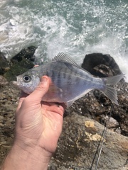 Hyperprosopon argenteum