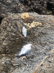 Hyperprosopon argenteum