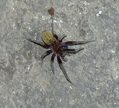 Phyxelididae