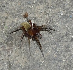 Phyxelididae