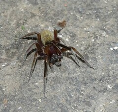 Phyxelididae