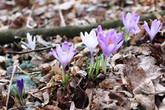 Crocus heuffelianus