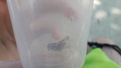 Calliptamus barbarus