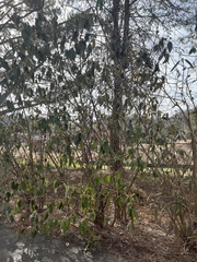 Viburnum rhytidophyllum