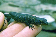 Ninurta coeruleopunctatus