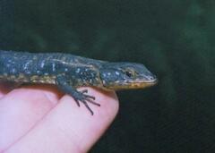 Ninurta coeruleopunctatus