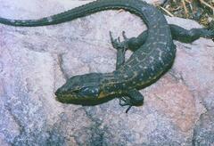 Ninurta coeruleopunctatus