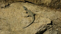 Pseudocordylus subviridis