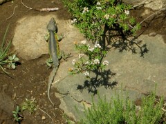 Pseudocordylus subviridis