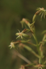 Habenaria humilior