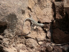 Pseudocordylus subviridis