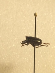 Onthophagini