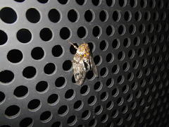 Platypleura kaempferi