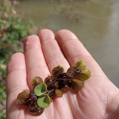 Salvinia cucullata
