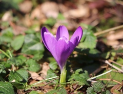 Crocus