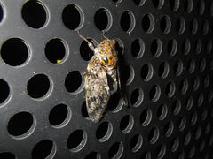 Platypleura kaempferi