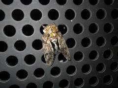 Platypleura kaempferi