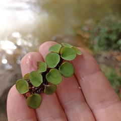 Salvinia cucullata