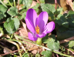 Crocus