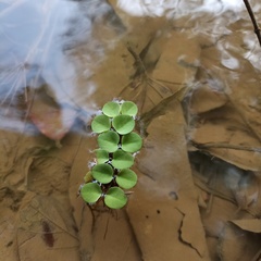 Salvinia cucullata