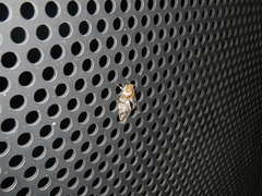 Platypleura kaempferi